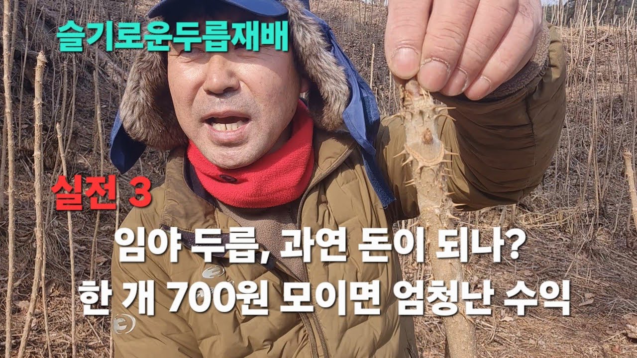 ⛰️임야에 두릅 심으면 돈이 될까?｜한 개 가격·한 평 수익 공개 솔직히 계산해봤습니다