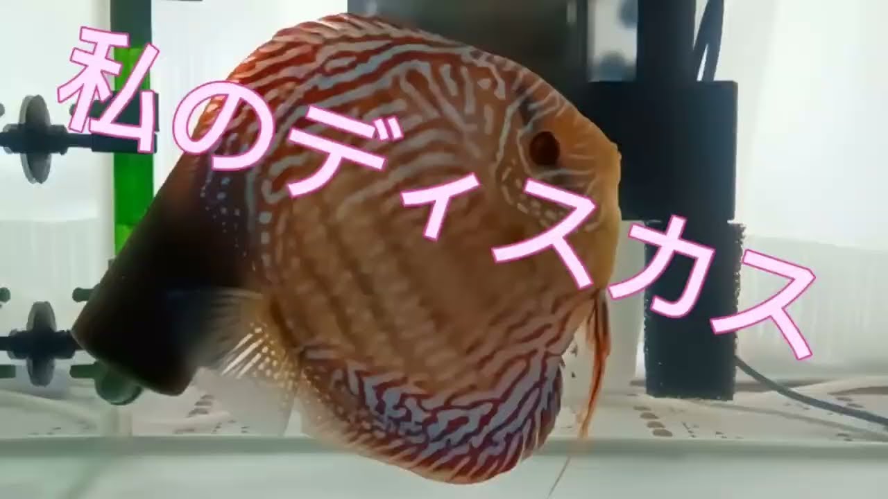 YouTube YouTube