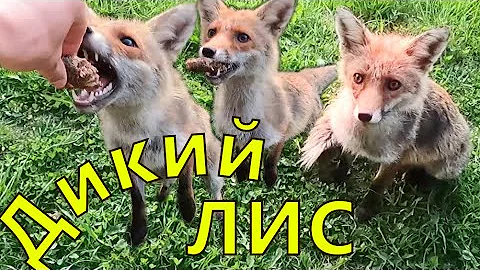 Можно ли подкармливать дикую лису? Can feed a wild fox? zorro salvaje