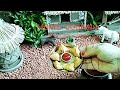 Tasty samosa || Miniature cooking|| 😍😍😍