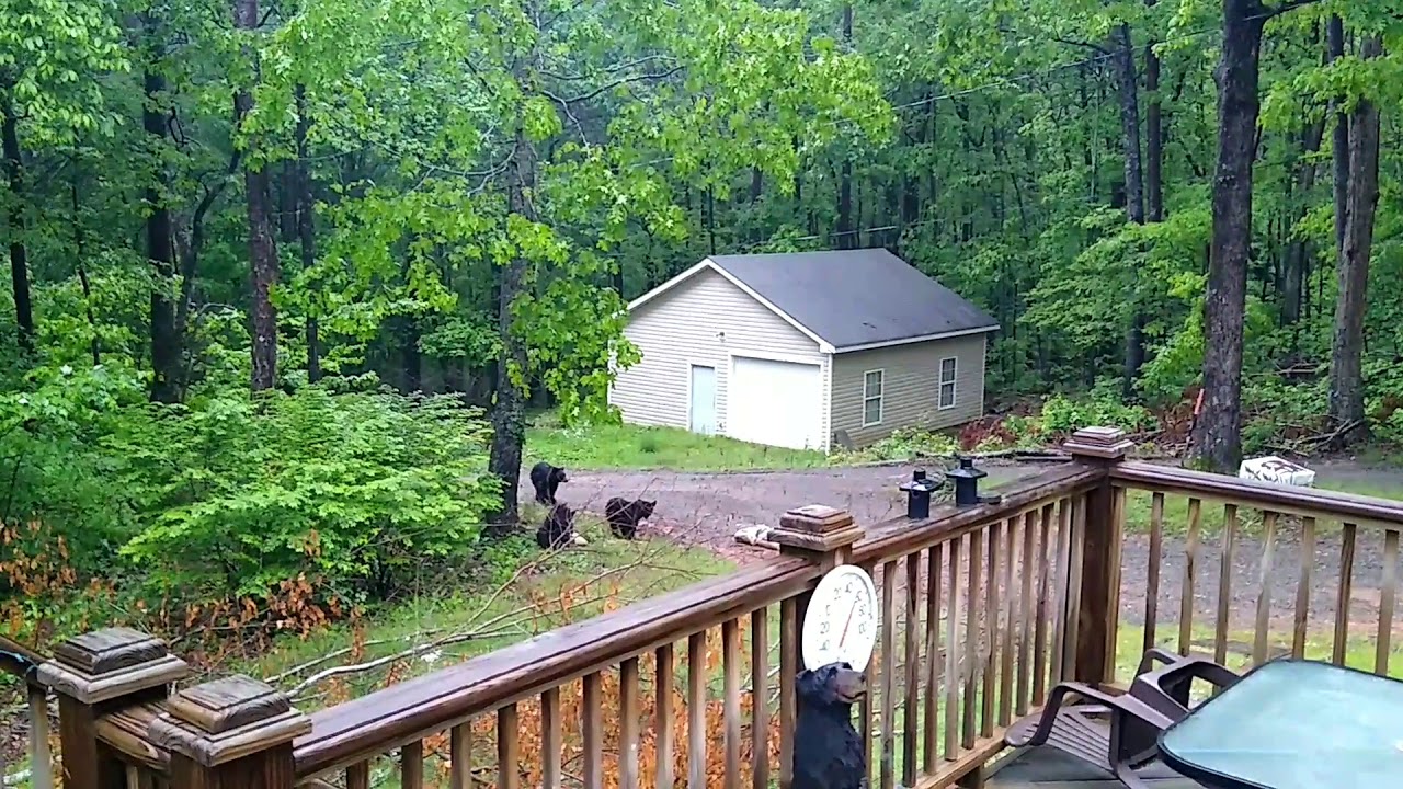 Momma bear and two cubs - YouTube