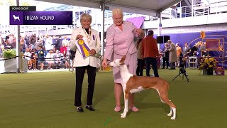 Ibizan Hounds | Breed Judging 2024