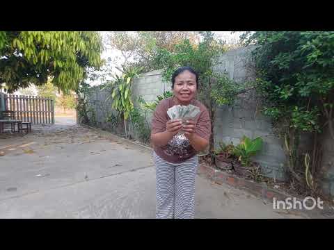 28 มีนาคม ค.ศ. 2026 ถืกเลขกะว่าข้อยเฮัดคัอนเทัน