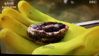 한국기행, 태안 파도리 쉘부르황토펜션지기 귀촌편