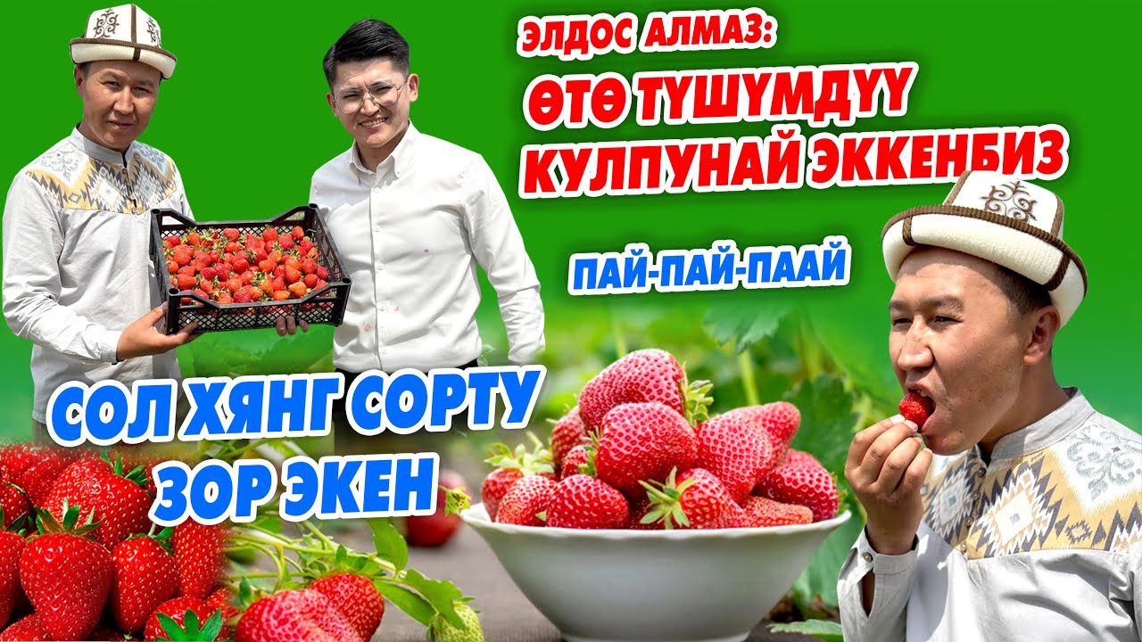 Белгилүү ырчы ЭЛДОС АЛМАЗДЫН башы КУЛПУНАЙДАН чыкты ~ СОЛ ХЯНГ сорту өтө түшүмдүү, тоюмдуу болот го