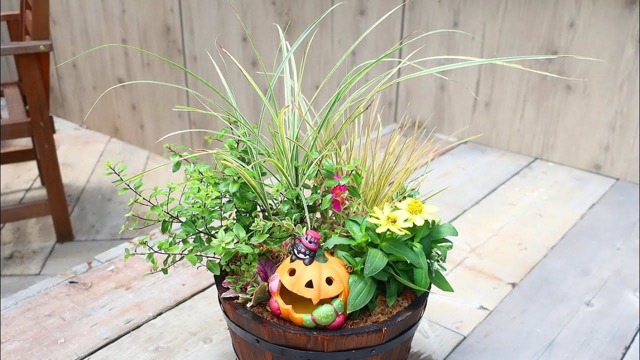 ハロウィンの寄せ植え3分レシピ 黄色いジニアを使った寄せ植え Youtube
