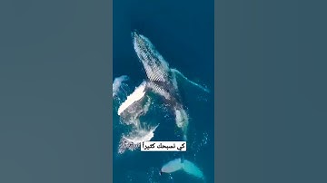 خالد الجليل  تلاوة عطرة (وَذَا ٱلنُّونِ إِذ ذَّهَبَ مُغَـٰضِبࣰا...)