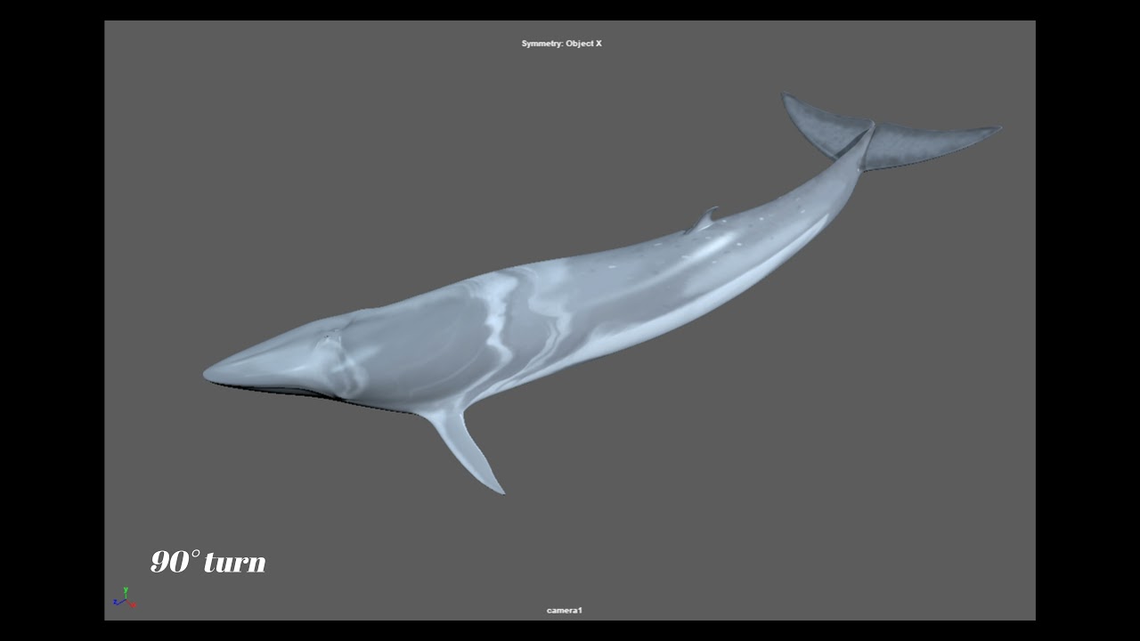 Omura's Whale animation set