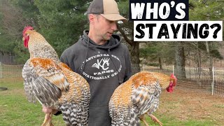 Choosing our Best Roosters!