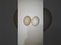 EGG SHORTS DIFFERENT TYPES UTTRA PRADESH #SONALI EGG WHITE # TAMILNADU #BROWNEGG