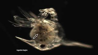 Flatworm eats zoea