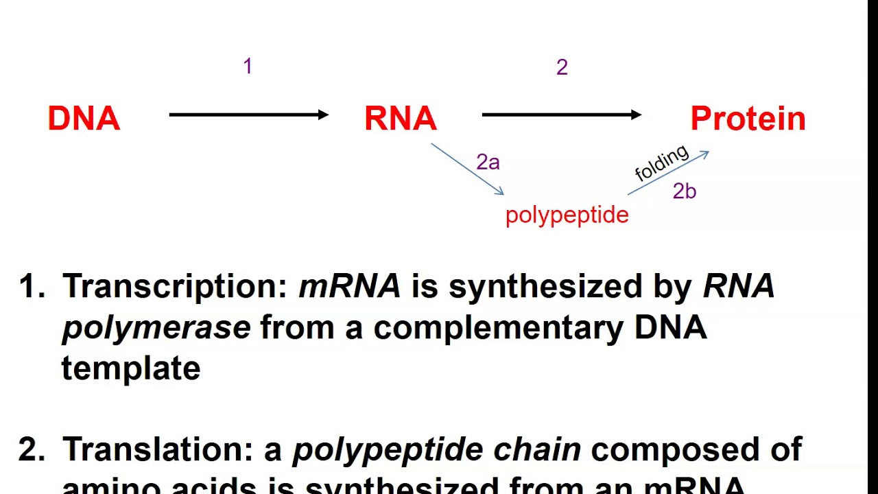 Intro to Gene Expression (10.1) - YouTube
