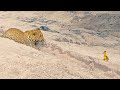 Innocent Baby Bird Walks up to Leopard - Crazy Ending