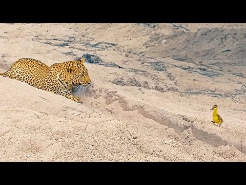 Innocent Baby Bird Walks up to Leopard - CrazyEnding