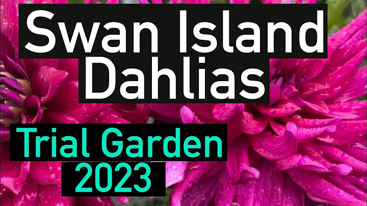 Unnamed varieties. Swan Island Dahlias 2023 Trial Garden. #dahliaflowers #flowers #dahlias