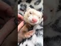 Poor sleepy Ferret