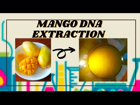 Mango DNA Extraction Experiment - YouTube