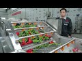 Fresh fruits and vegetables process euiqments factory