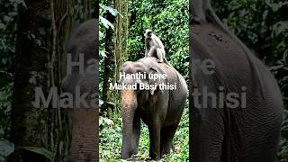 Hanthi upre Makad Basi thisi Hanthi chalu thisi#funny#Short#AI#Hanthi#Makad