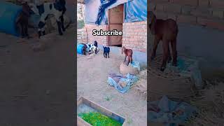 goat kid feeding tubegoat kid fur affinity #shorts #goatfarm #trending #viralshorts goat kid feeding tubegoat kid fur affinity #shorts #goatfarm #trending #viralshorts