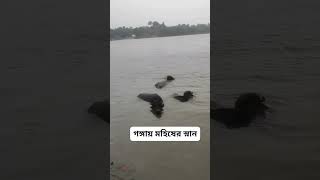 #buffalo #swimming #river #animals #domesticanimals #shortvideo #water #beautifulnature #nature