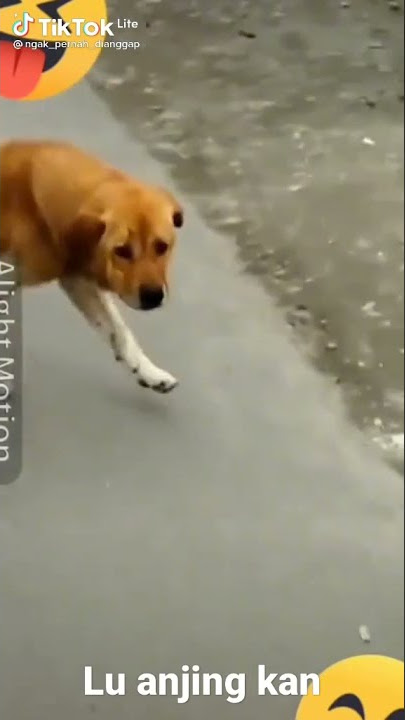 lu anjing kan