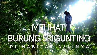 Melihat burung srigunting di habitat aslinya