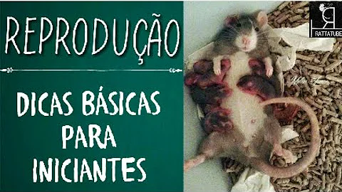 Qual o tipo de reprodução dos ratos?
