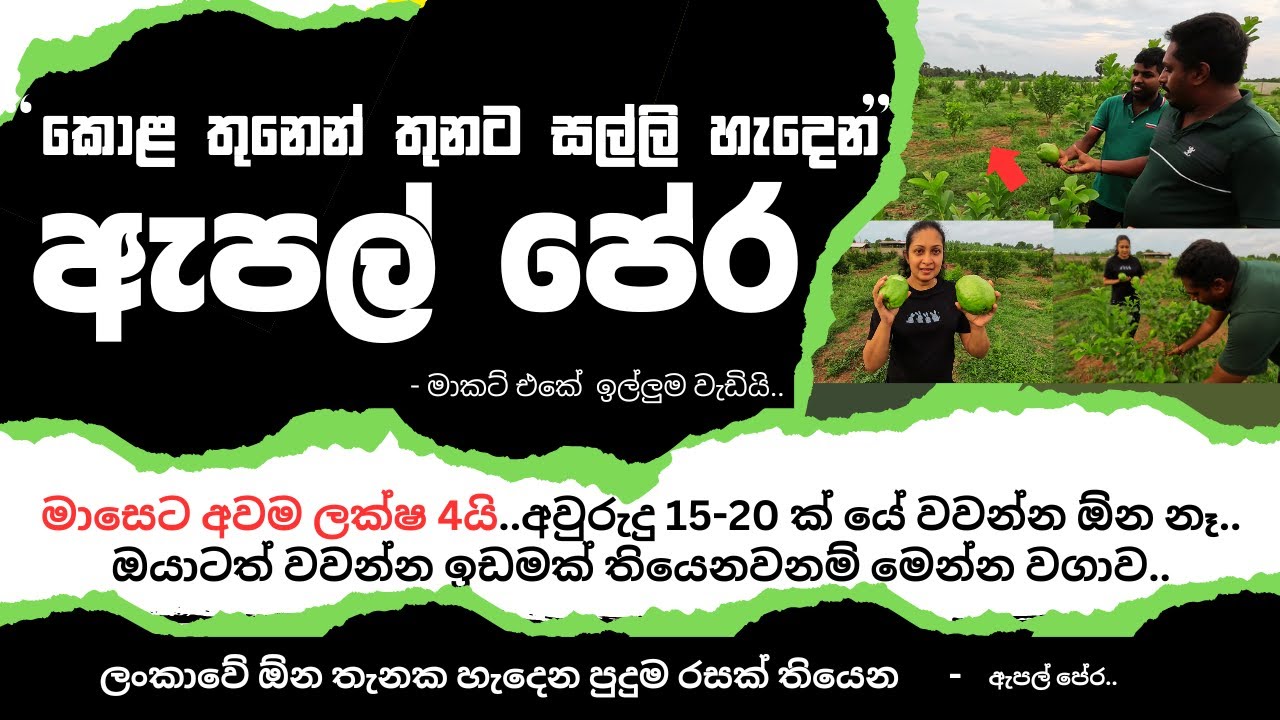 සල්ලි මවන  යාපනයේ ඇපල් පේර..අවම ලක්ෂ 4යි.අවුරුදු 20ක් දිගටම අදායම | apple pera wagawa jaffna