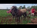 Arando con caballos  en el rancho