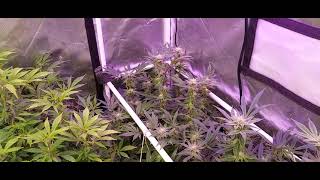 Grower Deacon Dave Harvest video and update 3/9/21