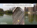 A Viral Mother Duck And Her Babies Go Playing In A Makeshift Waterpark