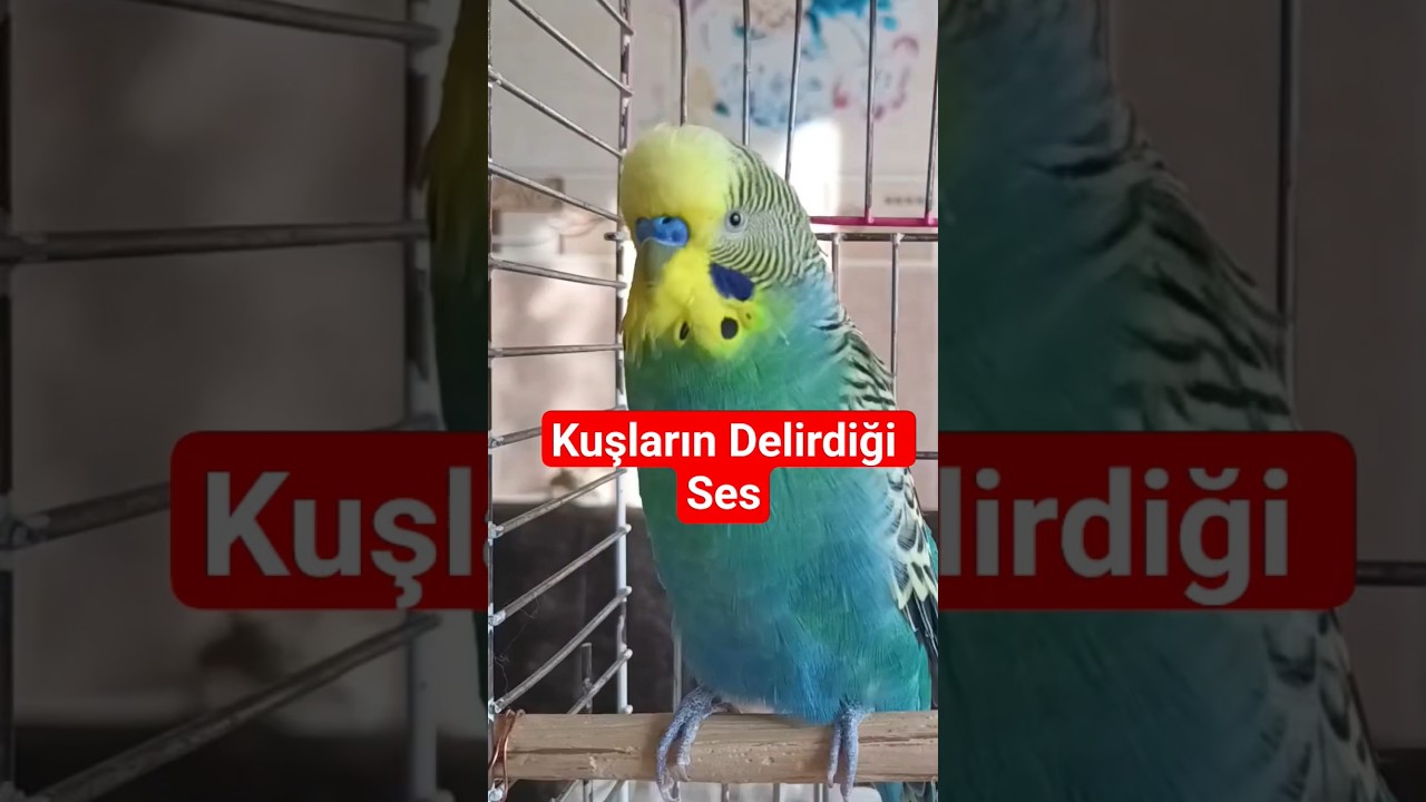 Kuşların Delirdiği Ses! 🤩 Mutluluk ve Enerji Bombası 💚 #birds #muhabbetkuşu #talkingparot