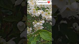 #северскийрайон #северская #жасмин #розы #виноградник #огородкруглыйгод #дача #краснодарскийкрай