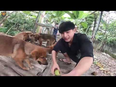 Video: Cách Nuôi Chó Săn Cáo