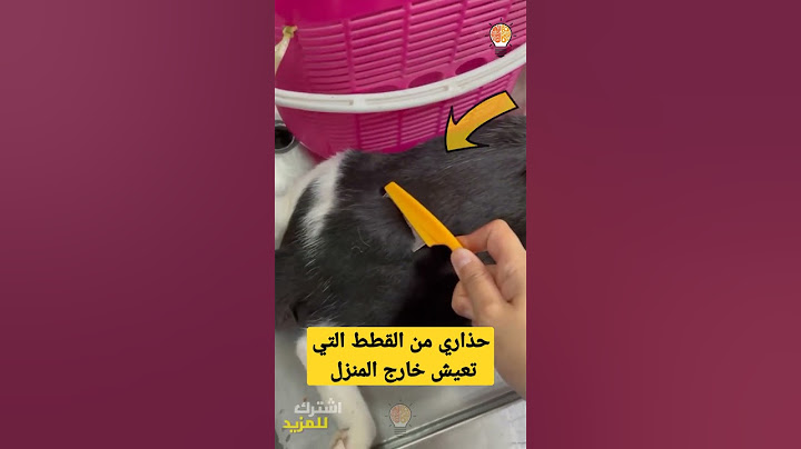 حذاري من القطط التي تعيش خارج المنزل #shorts