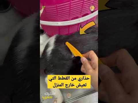 فيديو: عائلة القط: قائمة ووصف الحيوانات وموائلها