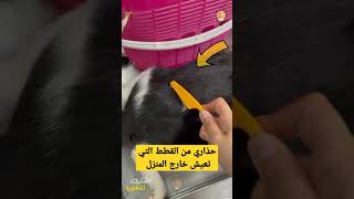 حذاري من القطط التي تعيش خارج المنزل #shorts screenshot 5