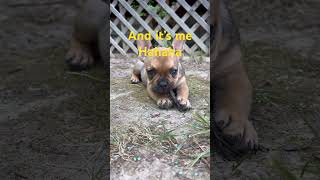 #puppy #frenchbulldog #french #frenchies #cute #puppy