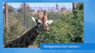 Curso Auxiliar Veterinario y Animales de Zoo Online Curso Auxiliar Veterinario y Animales de Zoo Online