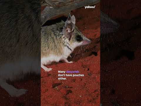 Video: Ar marsupialiai patinai turi maišelius?