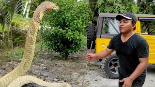 INILAH SOSOK MONSTER KING COBRA RAKSASA GALAK | KING COBRA | ULAR | MANDA PETUALANG