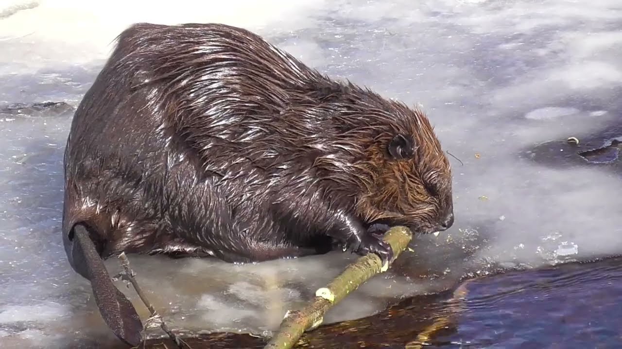 Beaver's life in Algonquin park   March 2026