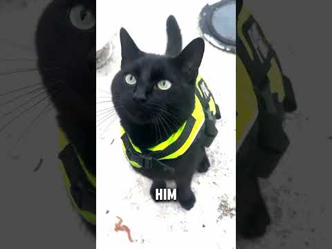 Nimis the Police Cat Will Find All the Catnip in Town