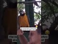 Epic Parrot Moves  #darkelectronic #music #shorts #techno #funny