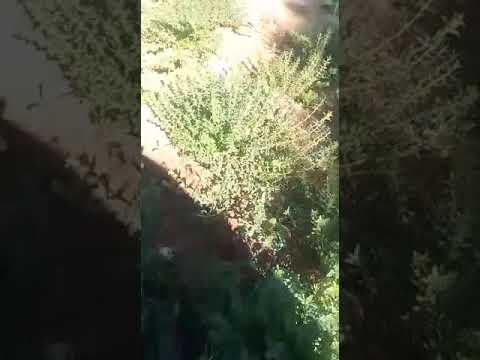 ازوكني بالشلحة الزعتر أبلدي إنتمازيرت والفوائد انس