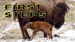 Newborn Bison Stands for the First Time