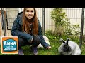 Angorakaninchen | Information für Kinder | Anna und die Haustiere