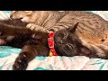 気づいたら遊びすぎた子猫が疲れ果ててこうなってました