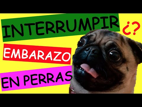 Video: Cómo Interrumpir Un Embarazo En Una Perra